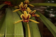 Cymbidium aloifolium